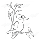 free printable kookaburra kindergarten coloring pages