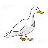 Adult Duck