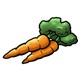 Orange Carrots with green leafy tops