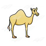 Yellow Camel