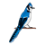 Blue Jay 1 Color PNG