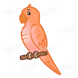 Orange Parakeet
