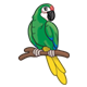 Green Parrot with a yellow tail