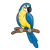 Yellow  Parrot Color PNG