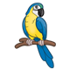 Yellow  Parrot with blue wings and tail