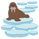 Brown Walrus on an ice floe