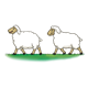 Walking Sheep on grass