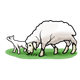 Lamb and Adult Sheep eating grass