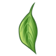Dogwood Leaf 