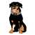 Rex the Rottweiler Color PDF