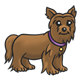 Yorkie Puppy with purple collar