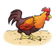 Rooster Walking on the dirt