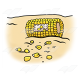 Pecked Corn on the Cob