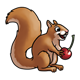 Brown Squirrel with a cherry
