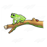 Frog on a Branch