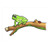 Frog on a Branch Color PDF