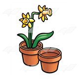 Pots of Daffodils