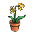 Daffodils in a Pot Color PNG