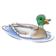 Mallard Duck male, swimming