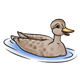 Mallard Duck female, swimming