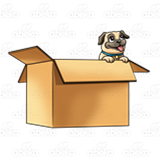 Pug Puppy in Box