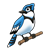 Blue Jay 3 Color PNG