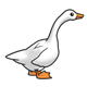 White Duck with long neck