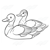 Mallard Duck Family