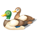 Mallard Duck Family male and female