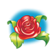 Red Rose in full bloom with a blue background