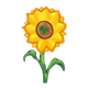 Yellow Sunflower with stem and leaves