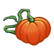 Orange Pumpkin with long vine
