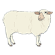 Woolly Sheep ewe