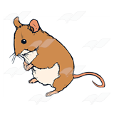Adult Mouse