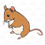 Adult Mouse