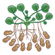 Peanut Plant with peanuts