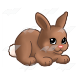 Small Brown Bunny