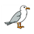 Seagull Color PDF