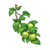 Green Apple Branch Color PDF