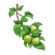 Green Apple Branch 