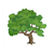 Leafy Tree Color PDF