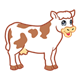 White Cow with brown spots