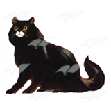 Hairy Black Cat