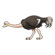 Female Ostrich bent over