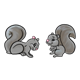 Gray Squirrels two, face-to-face