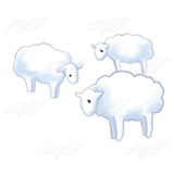 White Sheep