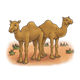 Two Brown Camels standing in the desert
