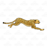 Spotted Cheetah