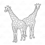 Two Adult Giraffes
