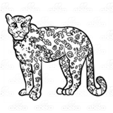Tan Jaguar